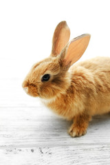 Cute brown rabbit on windowsill, closeup