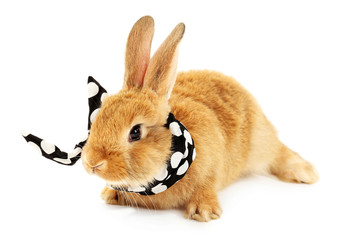 Cute brown rabbit with scarf isolated on white