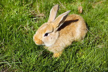 Cute brown rabbit on green grass background