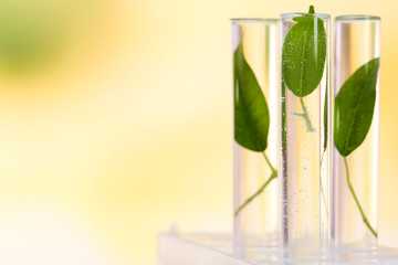 Green leaves in test tubes on light blurred background