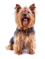 Cute Yorkshire terrier dog isolated on white