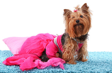 Cute Yorkshire terrier dog on blue carpet isolated on white