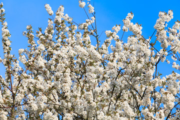 blossoming tree in spring.
