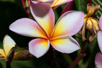white , pink and yellow Plumeria
