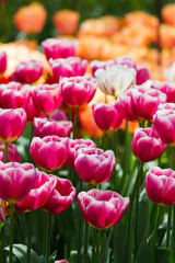 Beautiful spring flowers.  colorful tulips. Floral Background.