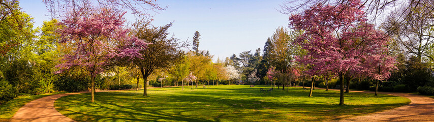 Fototapeta na wymiar Beautiful park garden in spring. Spring panorama in park