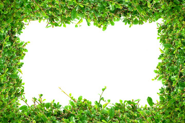 Fototapeta na wymiar Green bush frame in white background