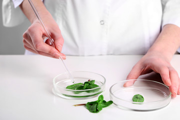 Obraz na płótnie Canvas Woman examining green plant in laboratory, close up