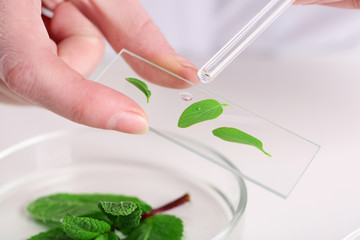 Woman examining green plant in laboratory, close up