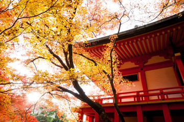 temple maple Kyoto Japan