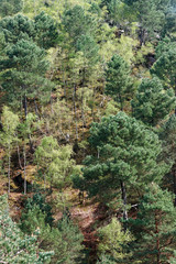 Fototapeta premium Pins et butte sur le sentier des 25 bosses. Massif de Fontainebleau