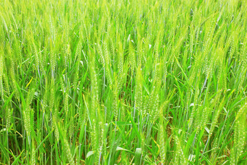 Obraz premium Green wheat field