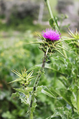 Spiny flower on green background