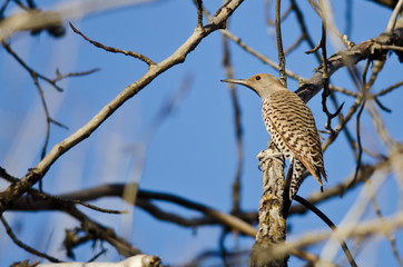 Northern Flicker Perched on a Branch in a Tree