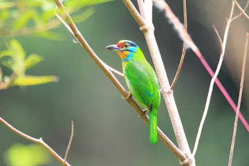 Black-browed Barbet (Megalaima oorti) in Sumatra, Indonesia