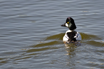 Male Common Goldeneye Swimming in the Lake