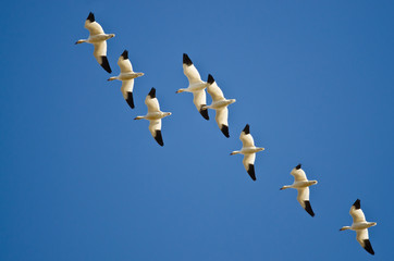 Flock of Snow Geese Flying in a Blue Sky