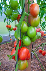 Tomatoes plant.