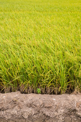 Paddy green Rice Fields in Thailand.