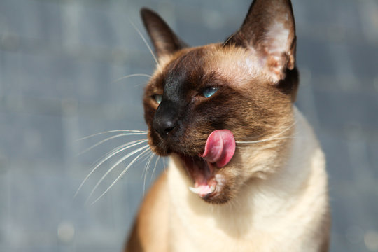 Siamese Blue Point Cat