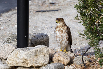 Red-tailed Hawk - Buteo jamaicensis