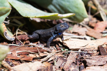 desert lizard