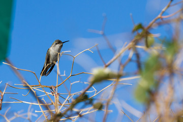 Costa's Hummingbird - Calypte Costae
