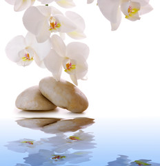 Fototapeta na wymiar Massage Stones with white Orchid.