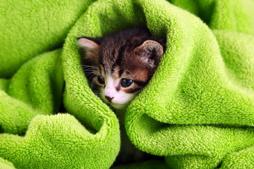Cute little kitten with towel, close up © Africa Studio
