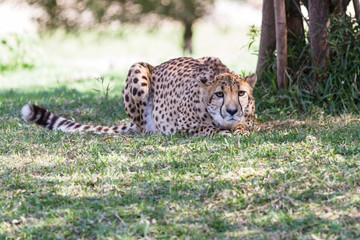 Cheetah - Acinonyx jubatus