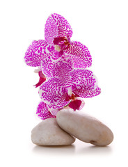 Massage Stones with pink Orchid.