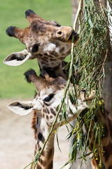 giraffe - giraffe camelopardalis