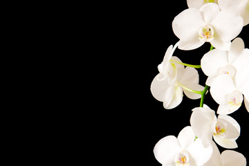 Fototapeta na wymiar White Orchid Branch.
