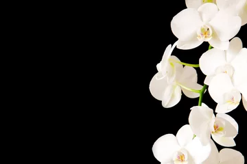 Türaufkleber Orchidee Zweig der weißen Orchidee.