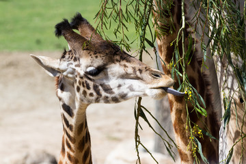 giraffe - giraffe camelopardalis