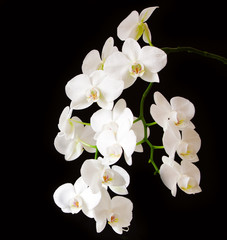 Naklejka na ściany i meble White Orchid Branch.