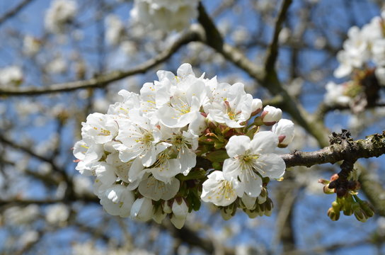 Baumblüte der Kirsche
