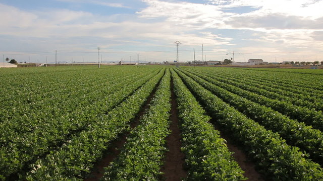Celeriac Plants On The Field