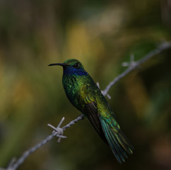 Fototapeta premium Hummingbird on the barbed wire