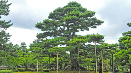 Fototapeta premium 兼六園根上松