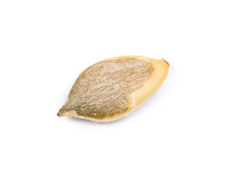 Single pumpkin seed