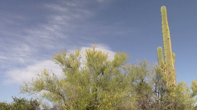 Palo Verde Tree and Saguaro Cactus ,Superstition Mtns, Arizona