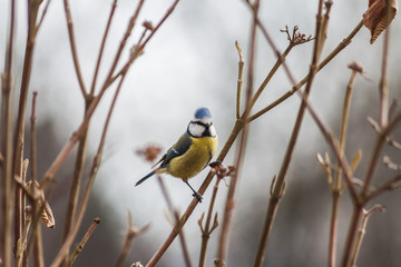 Naklejka premium Vogel - Meise in der freien Natur am Strauch