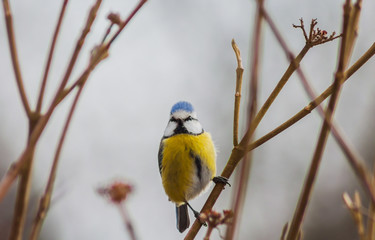 Vogel - Meise in der freien Natur am Strauch