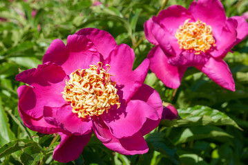 Flowers pink peonies