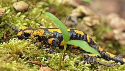 Feuersalamander im Nationalpark Kellerwald