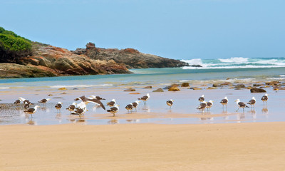 Beach, rocks and seagulls