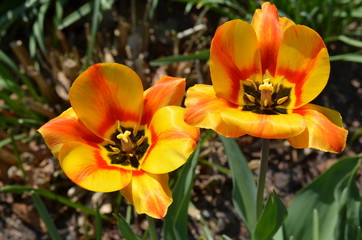 Zwei weit geöffnete Tulpen gelb - rot