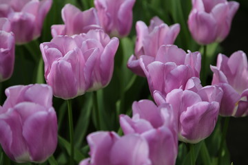 Fototapeta premium Lila Tulpen