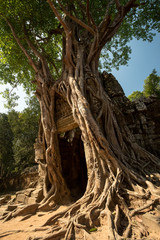 Fototapeta premium Ta Som Tree and door